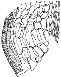 Holodontium strictum, alar cells. Drawn from P. Child s.n., 26 Jan. 1972, CHR 422913.
 Image: R.C. Wagstaff © Landcare Research 2018 CC BY 3.0 NZ